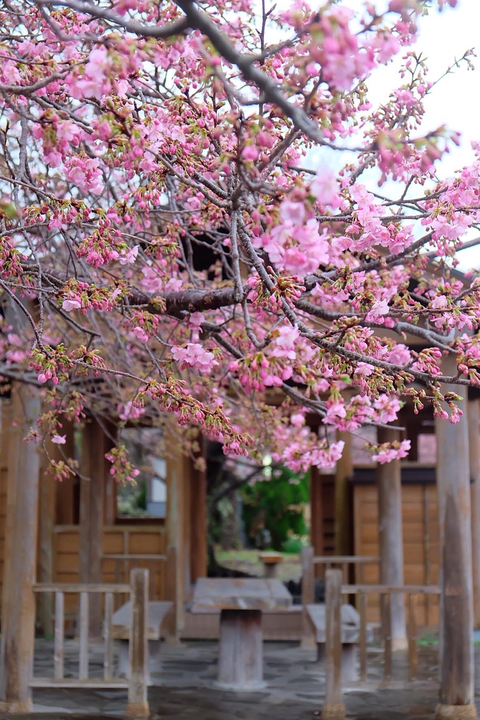 Choáng ngợp trước rừng hoa anh đào nở sớm ở Nhật Bản - Ảnh 6.