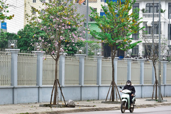 Loài hoa biểu tượng Tây Bắc nở tím trời Thanh Hóa - Ảnh 3.