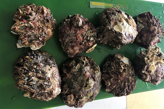 Hàu răng cưa khổng lồ có thể nặng trên 3 kg Ảnh: KHƯƠNG CẢNH