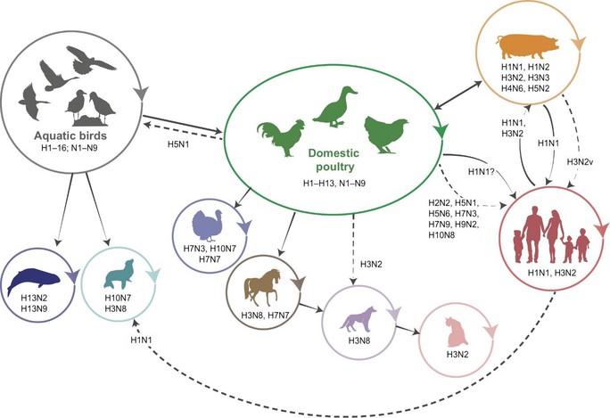 Nguy cơ xâm nhập Việt Nam, cúm gia cầm H5N1 nguy hiểm thế nào? - Ảnh 2.