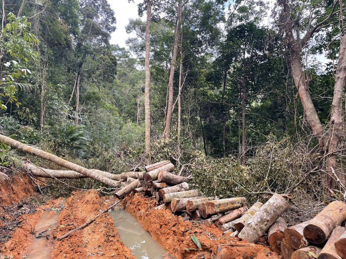 Ngang nhiên mở đường, phá rừng ở Khánh Hòa: Đủ dấu hiệu khởi tố, kiểm điểm trách địa phương - Ảnh 1.