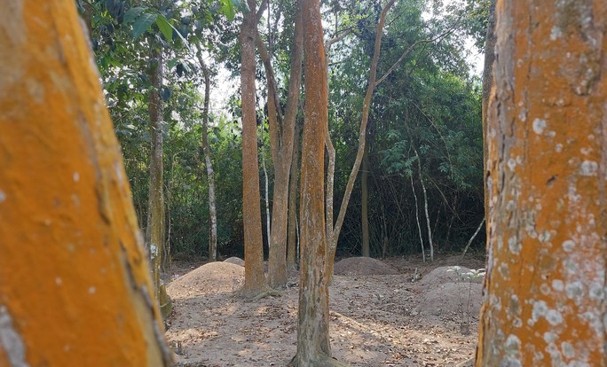 Ngắm khu rừng ma ở Quảng Trị - Ảnh 3.
