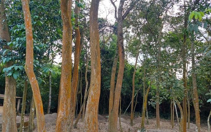 Ngắm khu rừng ma ở Quảng Trị - Ảnh 1.