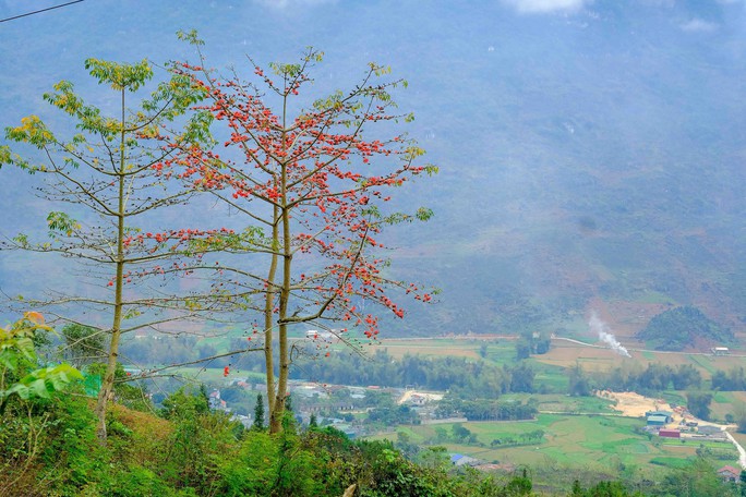 Mê mẩn ngắm hoa gạo rực đỏ núi rừng Hà Giang - Ảnh 3.