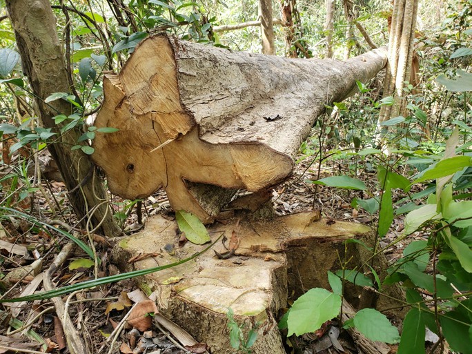 Vụ phá rừng lớn ở Gia Lai: Do dân phá làm nhà? - Ảnh 1.