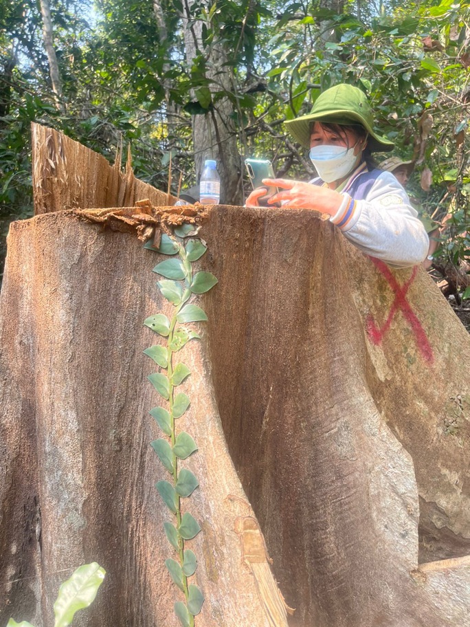 Hàng loạt cổ thụ trong rừng phòng hộ ở Bình Định bị khai thác trái phép - Ảnh 5.