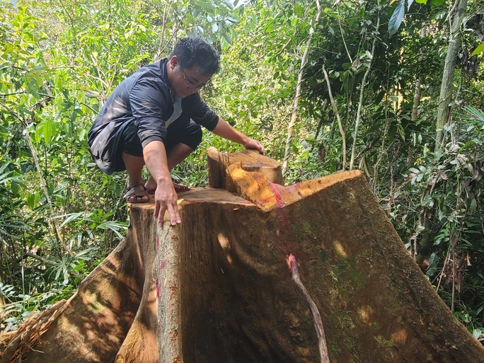 Hàng loạt cổ thụ trong rừng phòng hộ ở Bình Định bị khai thác trái phép - Ảnh 1.