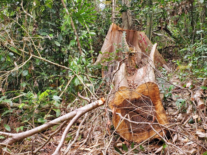 Hàng loạt cổ thụ trong rừng phòng hộ ở Bình Định bị khai thác trái phép - Ảnh 4.