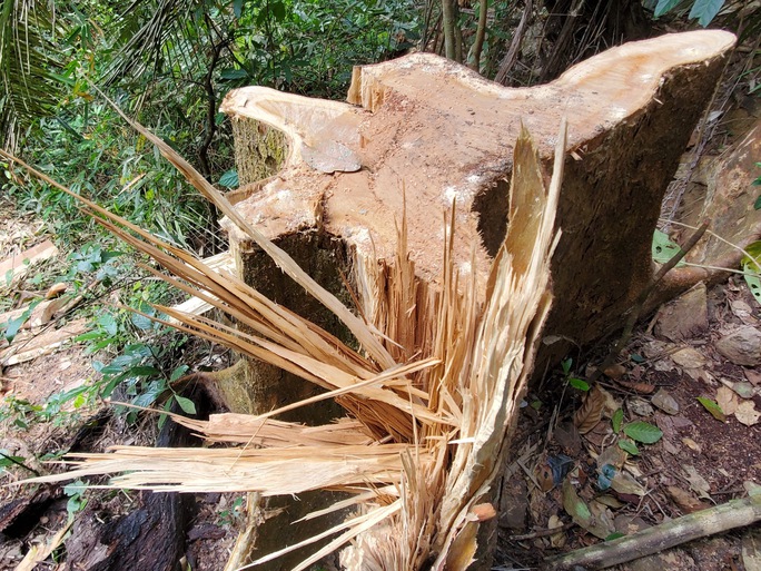 Hàng loạt cổ thụ trong rừng phòng hộ ở Bình Định bị khai thác trái phép - Ảnh 3.