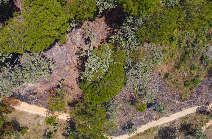 Cận cảnh rừng bị đốt phá, đầu độc trong dự án 25.000 tỉ đồng của Công ty Sài Gòn - Đại Ninh - Ảnh 17.