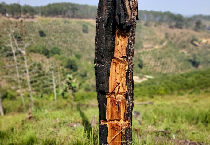 Cận cảnh rừng bị đốt phá, đầu độc trong dự án 25.000 tỉ đồng của Công ty Sài Gòn - Đại Ninh - Ảnh 8.