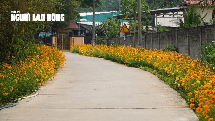 Tuyến đường hoa sao nhái tuyệt đẹp tại huyện Củ Chi, TP HCM - Ảnh 13.