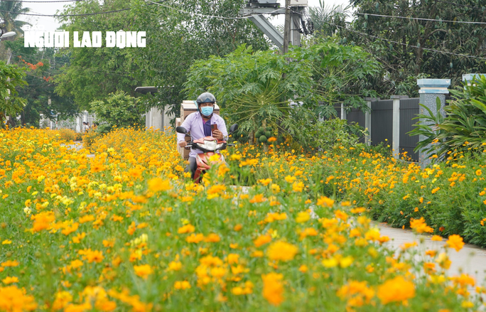 Tuyến đường hoa sao nhái tuyệt đẹp tại huyện Củ Chi, TP HCM - Ảnh 2.