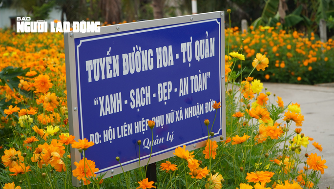 Tuyến đường hoa sao nhái tuyệt đẹp tại huyện Củ Chi, TP HCM - Ảnh 3.