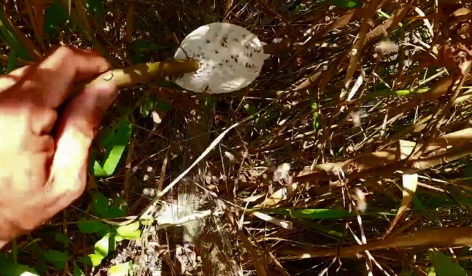 CLIP: Tuyệt chiêu săn ong ruồi ở Cà Mau - Ảnh 7. CLIP: Tuyệt chiêu săn ong ruồi ở Cà Mau - Ảnh 7.