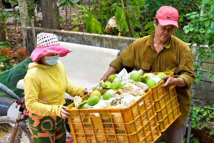 Tin vui đến với người trồng xoài ở Đồng Tháp - Ảnh 2.