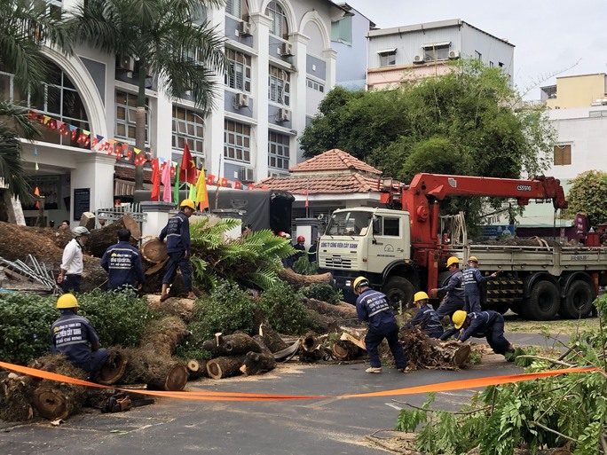 Sau vụ ngã cây xanh ở Trường Trần Văn Ơn, TP HCM có chỉ đạo nóng - Ảnh 1.