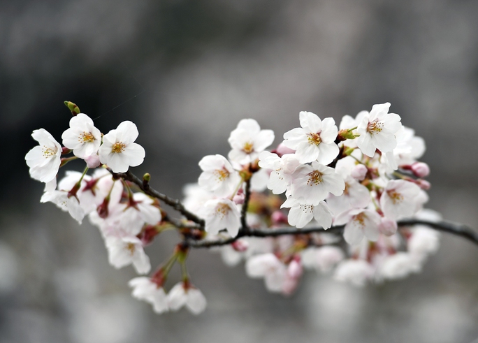 Mê mẩn ngắm hoa anh đào giữa mùa xuân Nhật Bản - Ảnh 7.