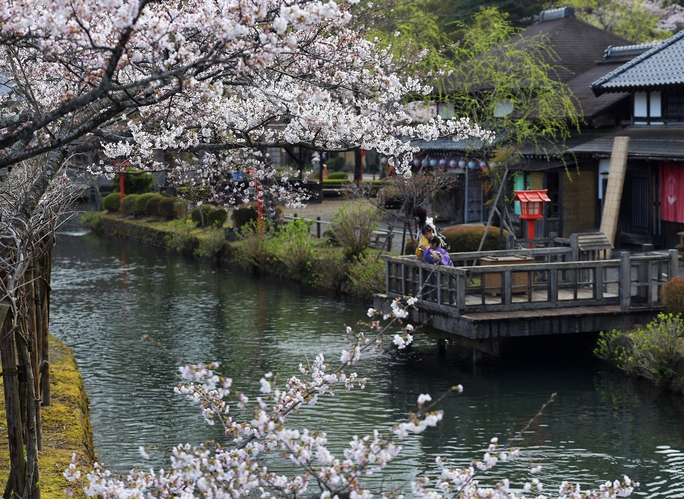 Mê mẩn ngắm hoa anh đào giữa mùa xuân Nhật Bản - Ảnh 5.