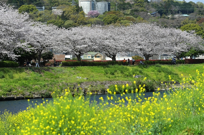 Mê mẩn ngắm hoa anh đào giữa mùa xuân Nhật Bản - Ảnh 3.