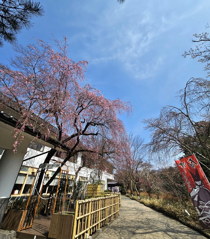 Mê mẩn ngắm hoa anh đào giữa mùa xuân Nhật Bản - Ảnh 8.