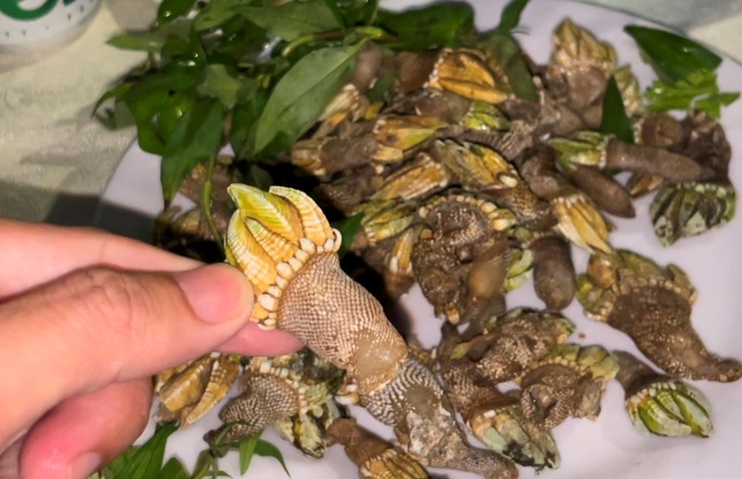 Độc đáo ốc móng rồng, nhiều người lùng ăn ở Khánh Hòa - Ảnh 2. Độc đáo ốc móng rồng, nhiều người lùng ăn ở Khánh Hòa - Ảnh 2.