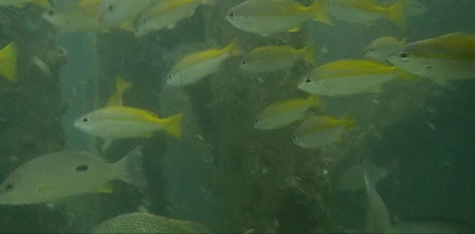 CLIP: Đã mắt với 78 loài thủy, hải sản tung tăng quanh rạn nhân tạo ở Cà Mau - Ảnh 5.