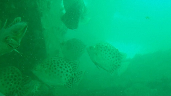 CLIP: Đã mắt với 78 loài thủy, hải sản tung tăng quanh rạn nhân tạo ở Cà Mau - Ảnh 6.