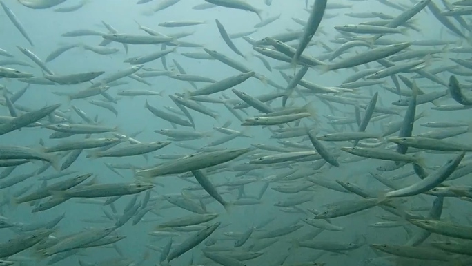 CLIP: Đã mắt với 78 loài thủy, hải sản tung tăng quanh rạn nhân tạo ở Cà Mau - Ảnh 7.