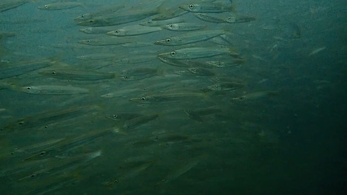 CLIP: Đã mắt với 78 loài thủy, hải sản tung tăng quanh rạn nhân tạo ở Cà Mau - Ảnh 8.