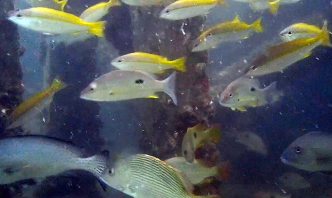 CLIP: Đã mắt với 78 loài thủy, hải sản tung tăng quanh rạn nhân tạo ở Cà Mau - Ảnh 9.