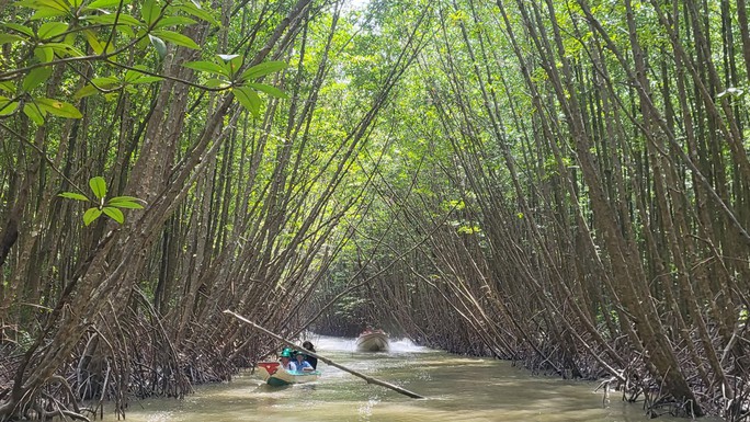 Trải nghiệm xuyên rừng ngập mặn và rừng tràm ở Cà Mau - Ảnh 1.