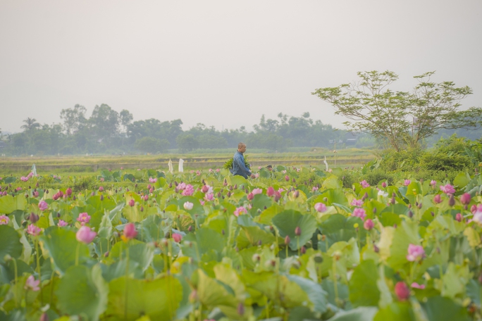 Hãy về La Chữ ngắm sen - Ảnh 7.