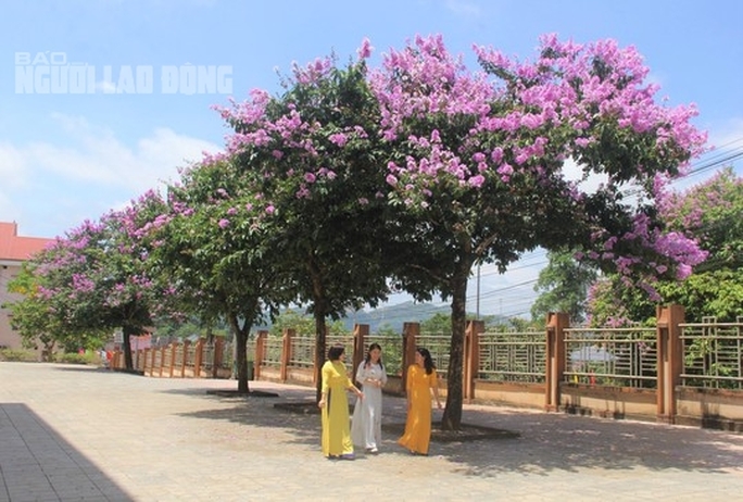 Tại thị trấn Khe Sanh, cây bằng lăng tím không những được trồng dọc theo tuyến Quốc lộ 9 mà còn xuất hiện trong khuôn viên công sở và các tuyến đường khác. Vào mùa bằng lăng nở, nhiều người thích thú chụp ảnh, thả mình dưới tán bằng lăng tím ngát