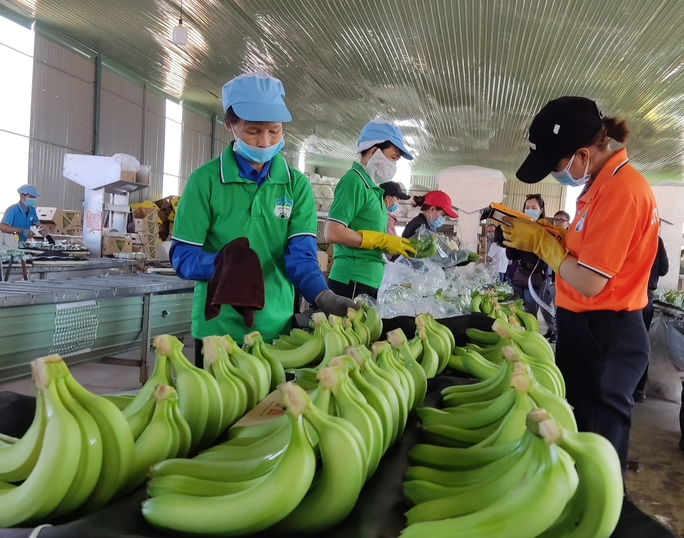 Trung Quốc ngừng mua chuối, Hoàng Anh Gia Lai hụt lãi - Ảnh 1.