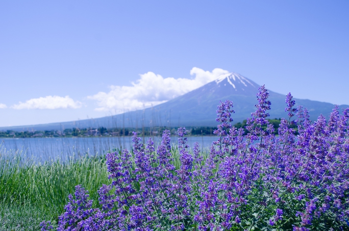 “Refresh” tinh thần hiệu quả ở những vườn lavender đẹp nhất thế giới - Ảnh 1.
