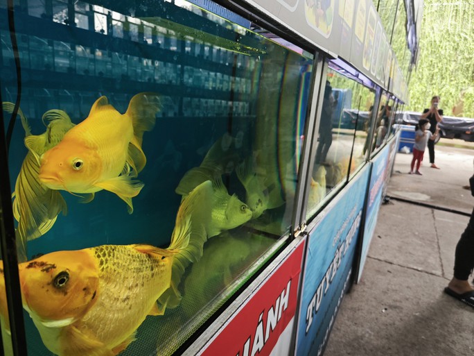 Đi Lễ hội Cá cảnh TP HCM, khách được vớt cá cảnh miễn phí về nuôi - Ảnh 3.
