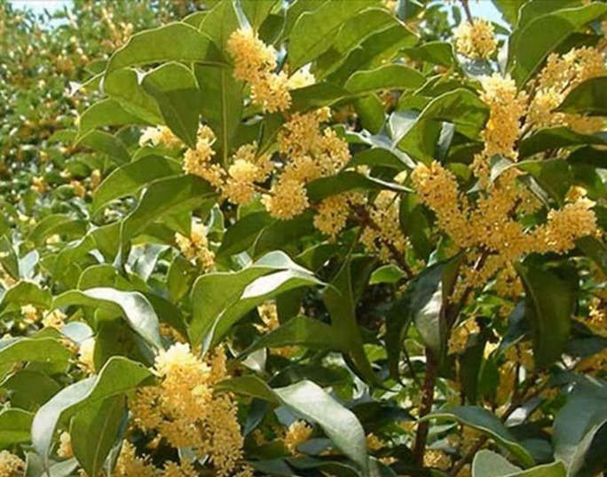 Trồng mộc hương thu tiền tỉ - Ảnh 1.