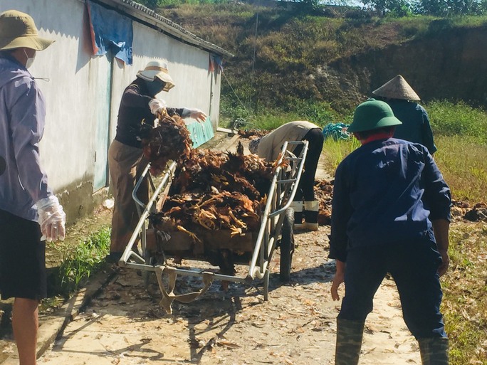 Giải cứu gần 8.000 ngàn con gà bị chết ngạt do hệ thống quạt gió gặp sự cố - Ảnh 2.