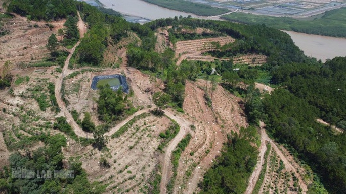 Rừng thông 30 năm tuổi ở Thanh Hóa bị đốn hạ tan hoang - Ảnh 4.