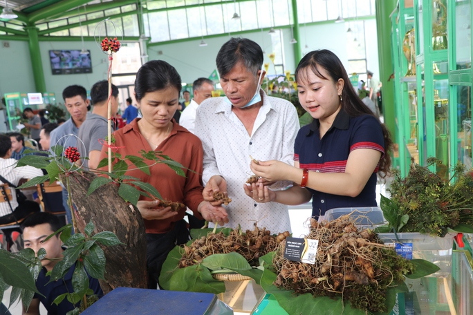 Phát hiện 2 kg sâm Ngọc Linh nghi giả chuẩn bị tuồn vào hội chợ - Ảnh 6.