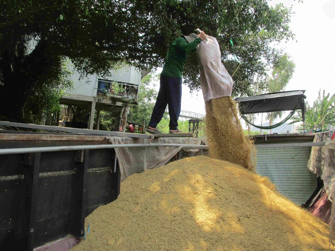Lo giá gạo tăng ảo, doanh nghiệp không dám ký hợp đồng xuất khẩu - Ảnh 2.