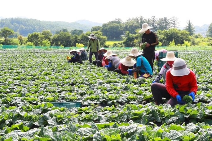 Hàn Quốc thiếu lao động làm nông trầm trọng