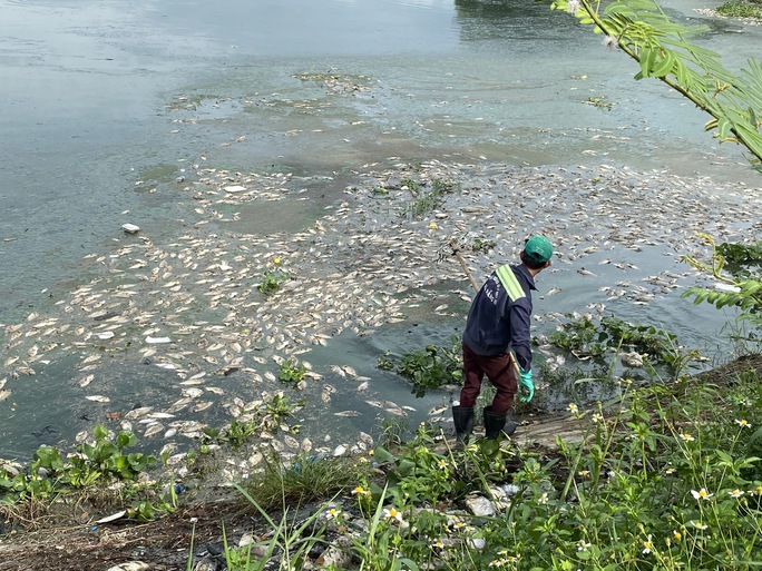 Đà Nẵng: Vớt xong gần 7 tấn, cá chết lại tiếp tục nổi trắng hồ - Ảnh 4.