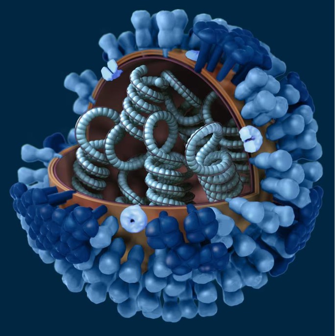 WHO: Chủng cúm biến thể nguy hiểm lây từ heo sang người ở Hà Lan - Ảnh 1.