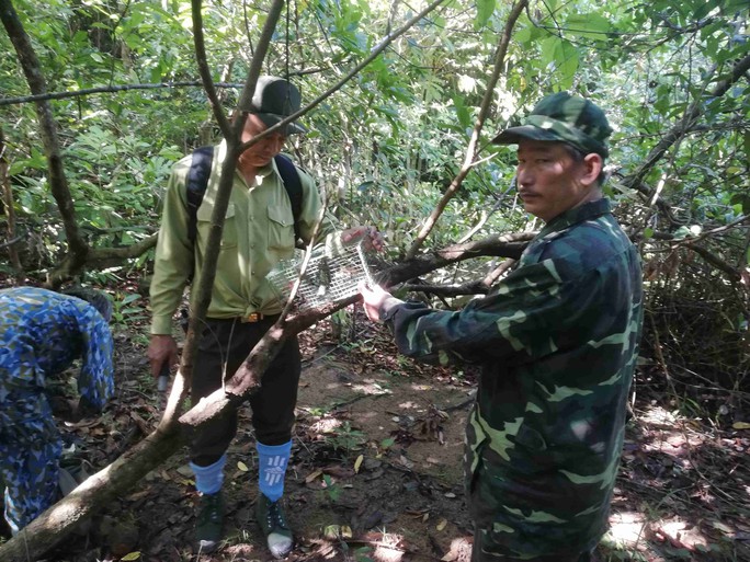 CLIP: Phát hiện hơn 700 bẫy thú rừng tại bán đảo Sơn Trà - Ảnh 5.