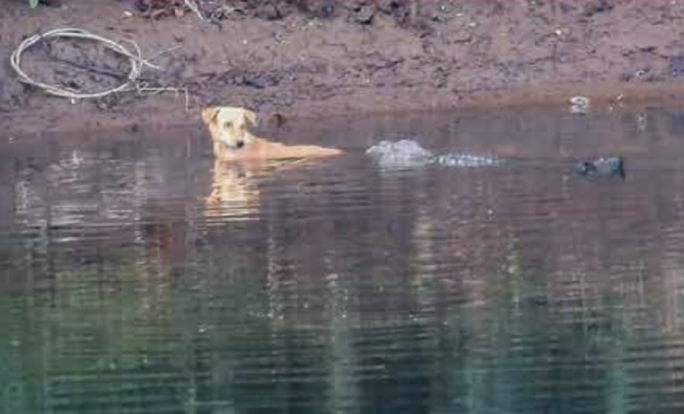 Incredible: A gigantic crocodile herd rescues a stray dog in the middle of the river - Image 1.