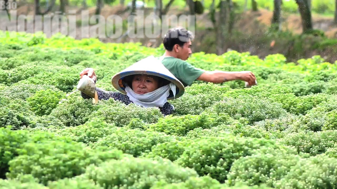 Vựa hoa lớn nhất miền Tây có đài ngắm hoa cao 18 m - Ảnh 5.