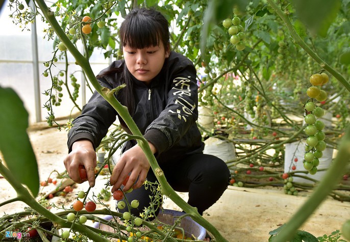 Nhà giàu đổ xô lên Măng Đen trồng rau sạch, thuốc quý - Ảnh 3.