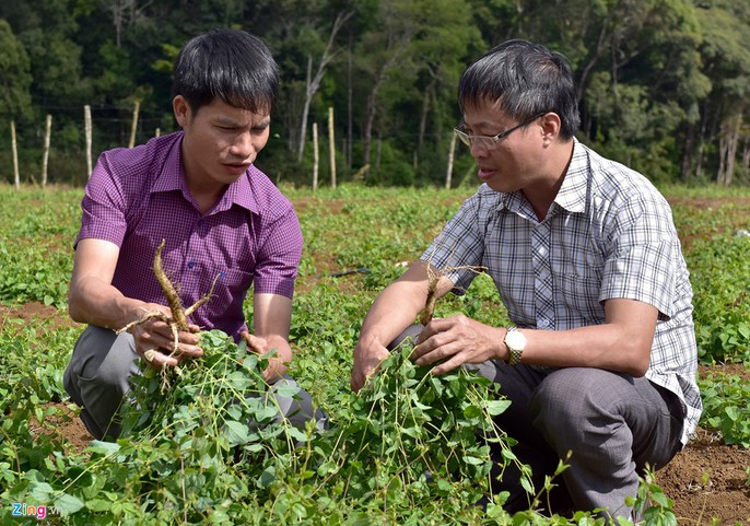 Nhà giàu đổ xô lên Măng Đen trồng rau sạch, thuốc quý - Ảnh 9.